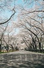 最近中文字幕完整版2019免费-探索2019年免费中文字幕完整版的魅力与影响